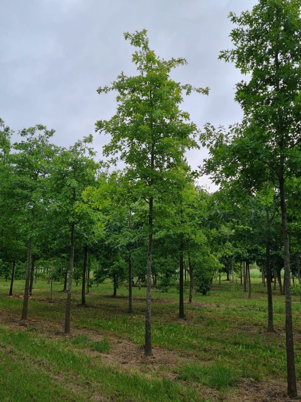 Jonge Moeraseik | Hoogstam