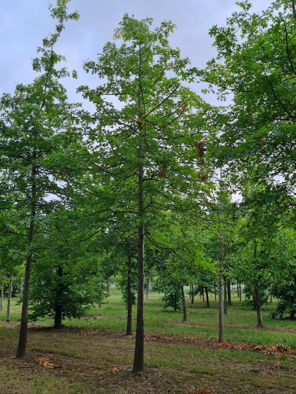 Jonge Moeraseik | Hoogstam