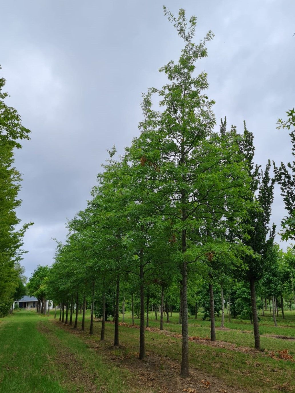 Jonge Moeraseik | Hoogstam