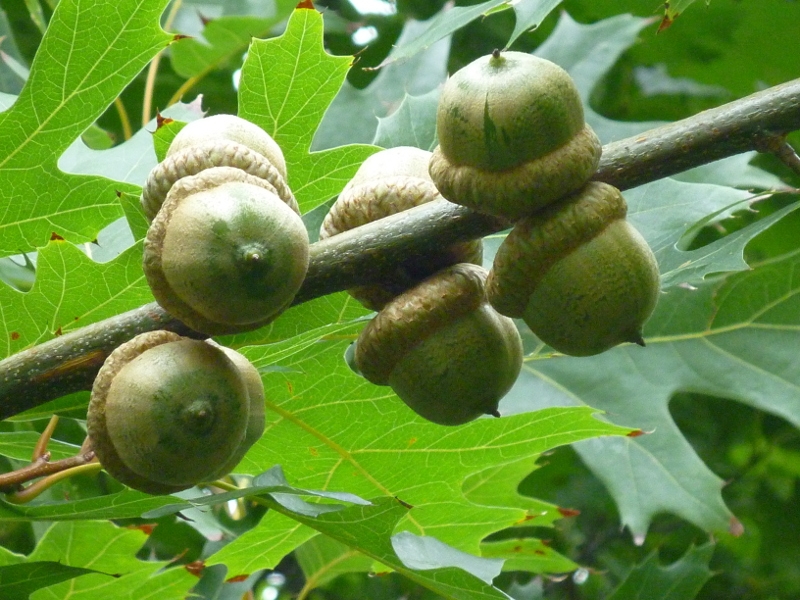 Volwassen Moeraseik | Dakvorm