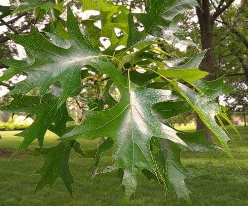 Volwassen Moeraseik | Meerstammig