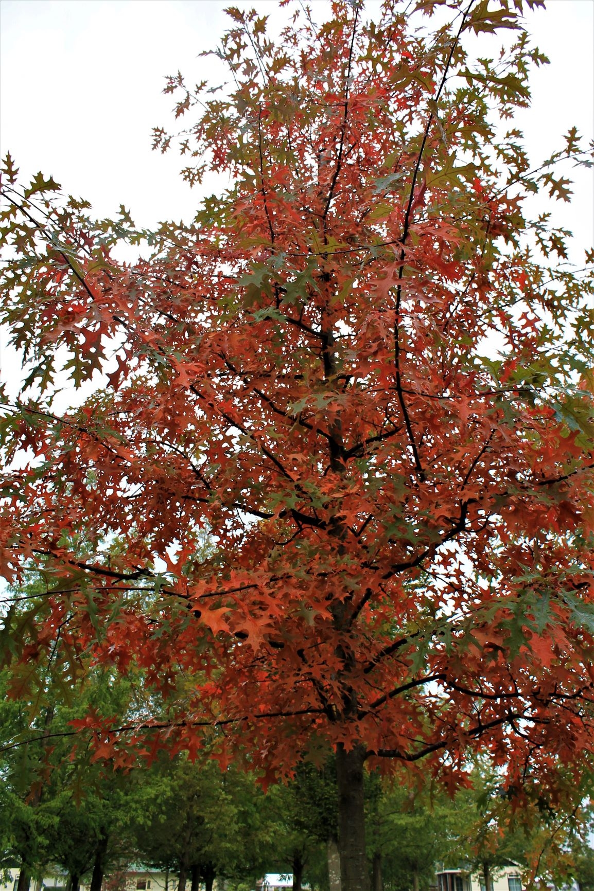 moeraseik Volwassen Moeraseik | Meerstammig
