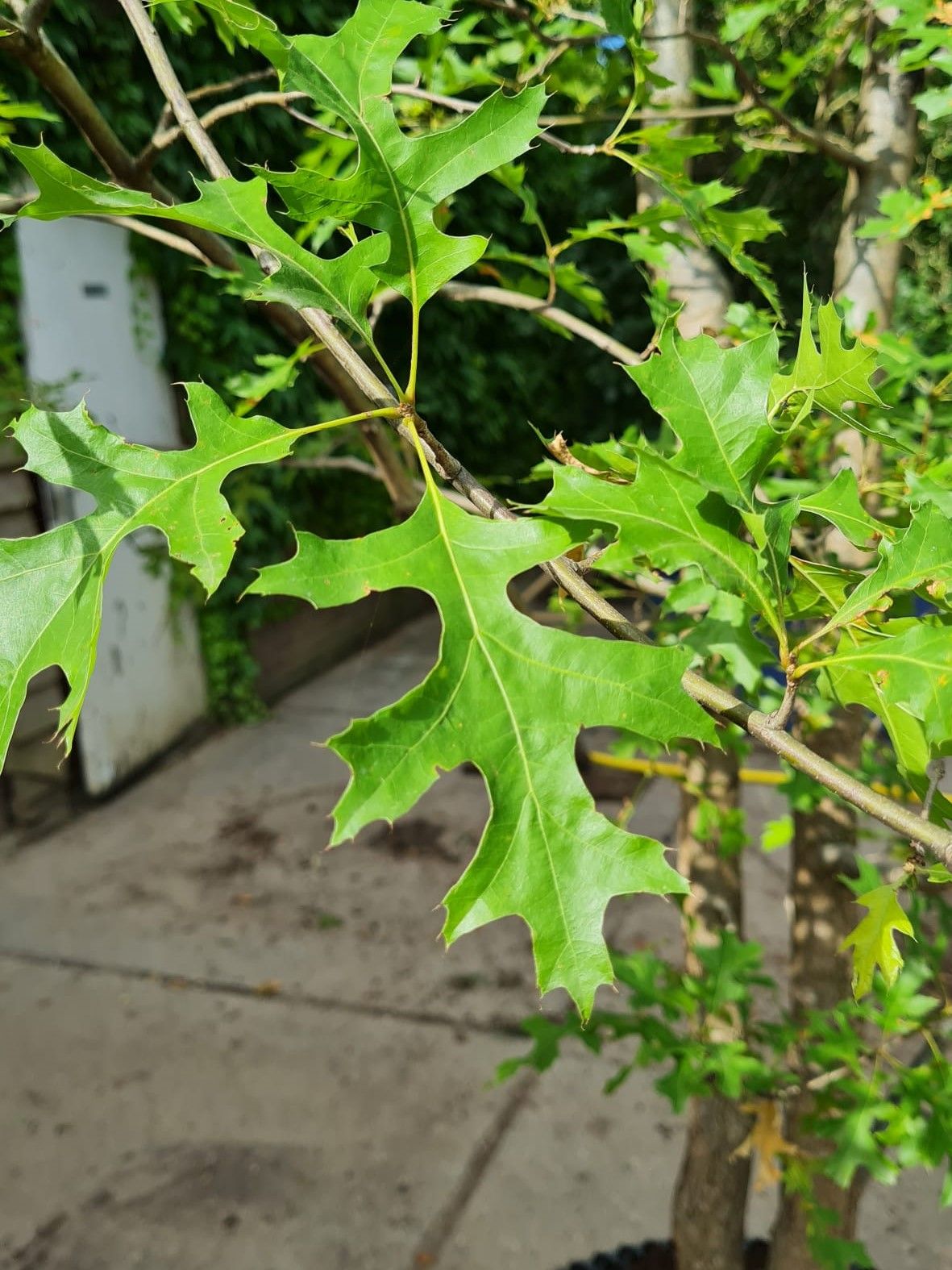 moeraseik Volwassen Moeraseik | Meerstammig