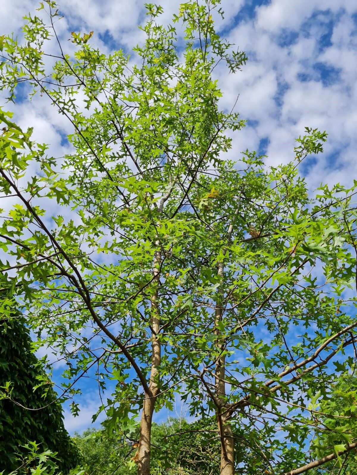 moeraseik Volwassen Moeraseik | Meerstammig