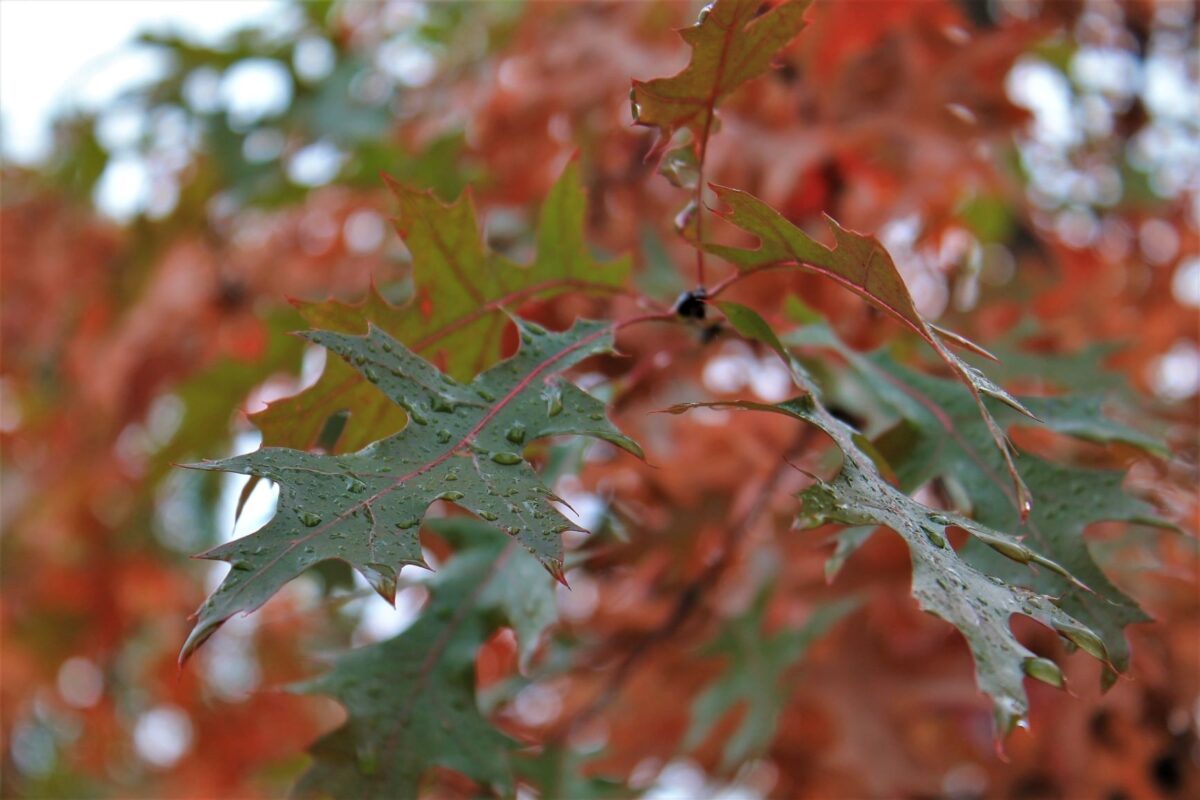 Volwassen Moeraseik | Hoogstam
