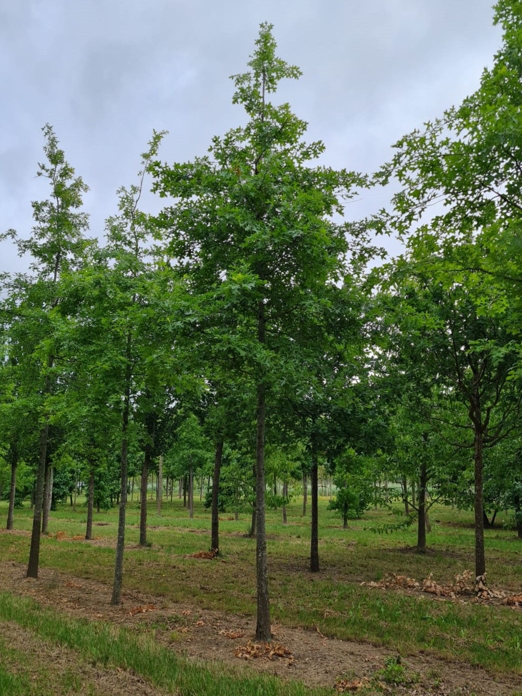 Volwassen Moeraseik | Hoogstam