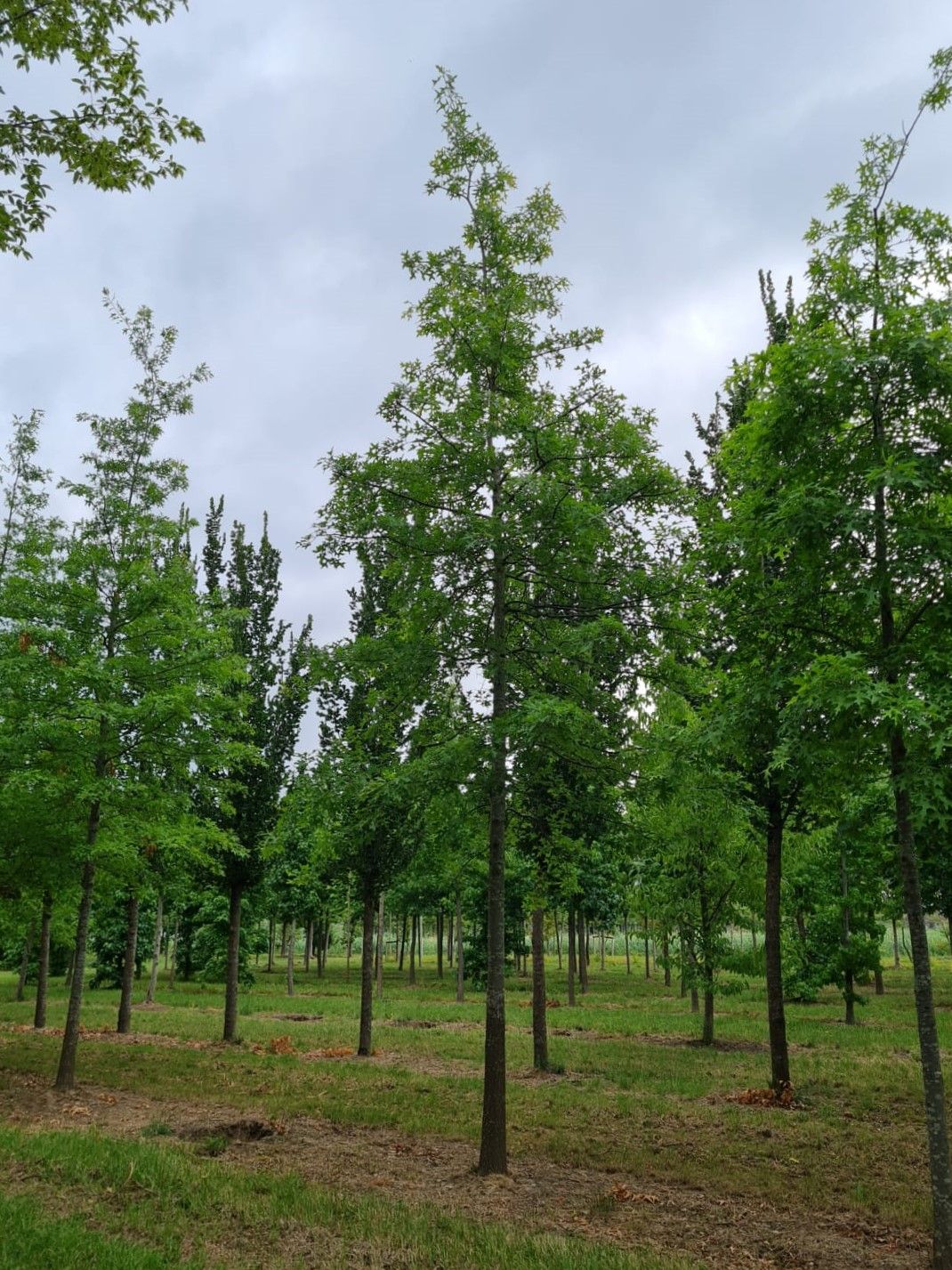 Volwassen Moeraseik | Hoogstam