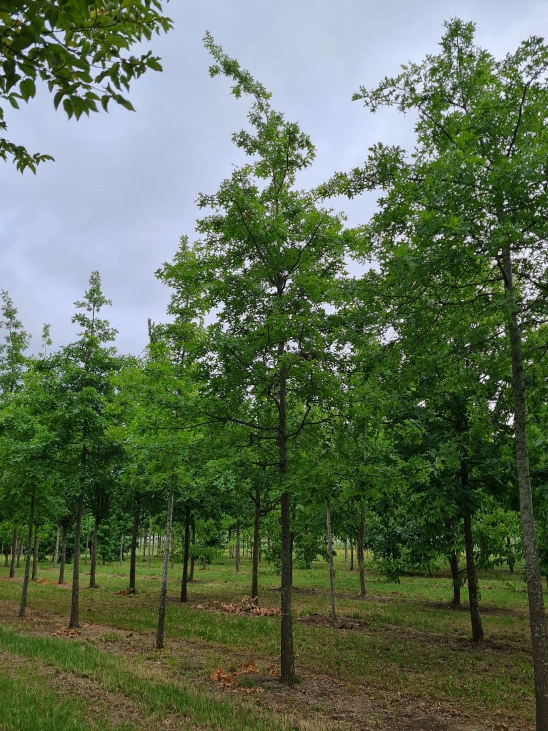 Volwassen Moeraseik | Hoogstam