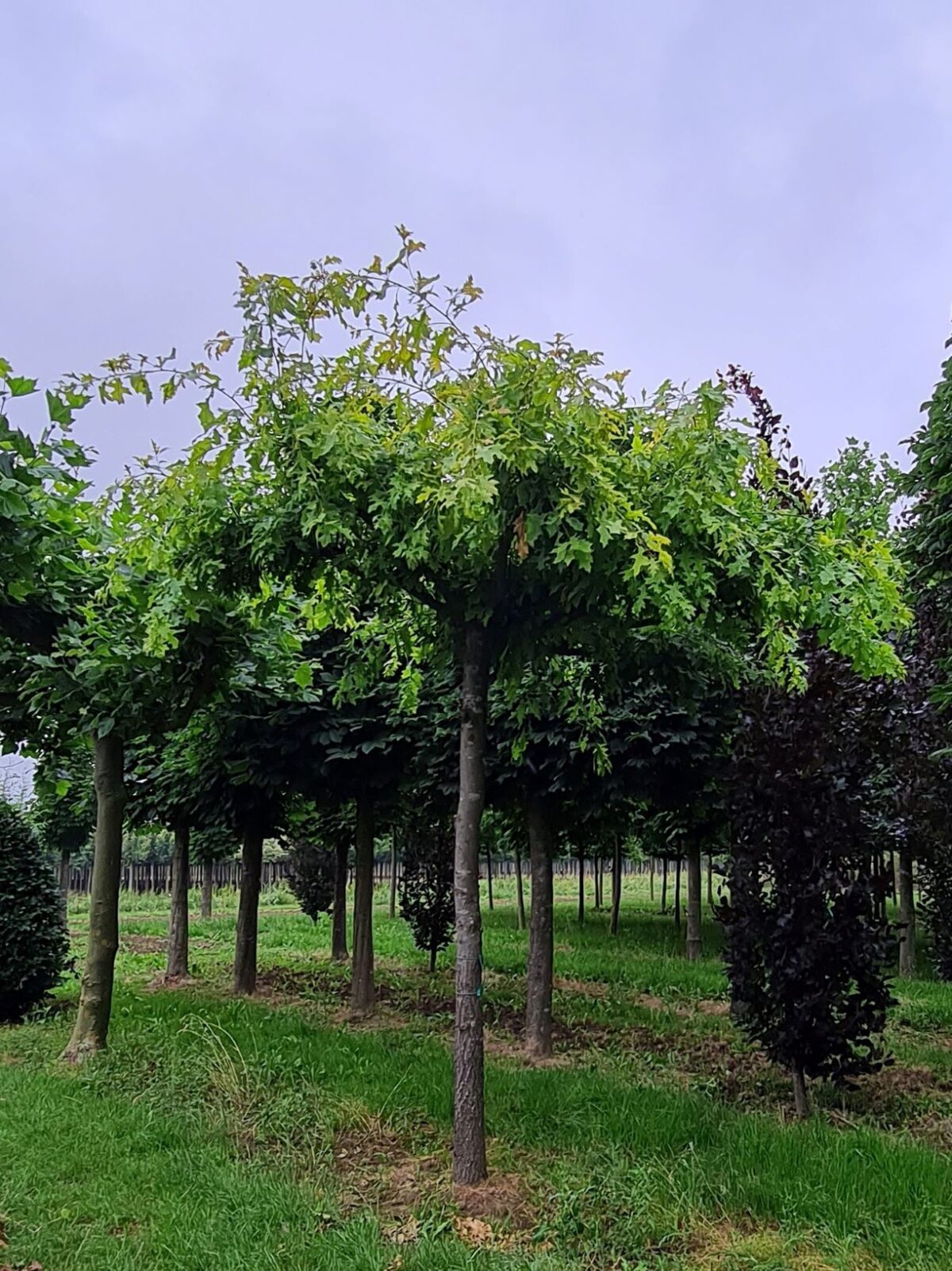 Volwassen Moeraseik | Dakvorm