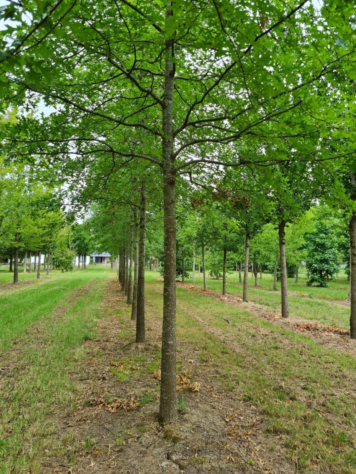 Volwassen Moeraseik | Hoogstam