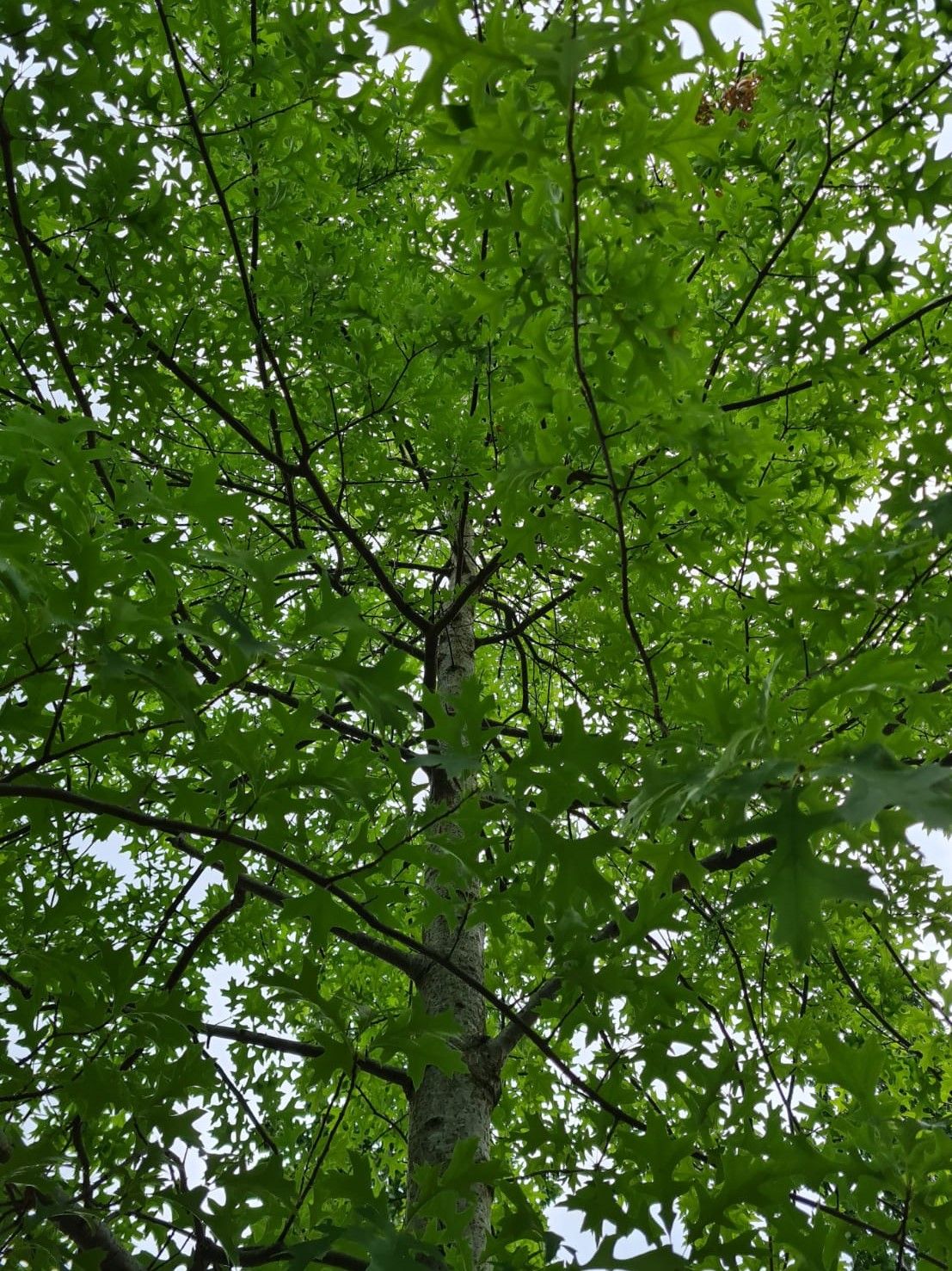 Volwassen Moeraseik | Hoogstam