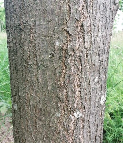 Volwassen Moeraseik | Dakvorm