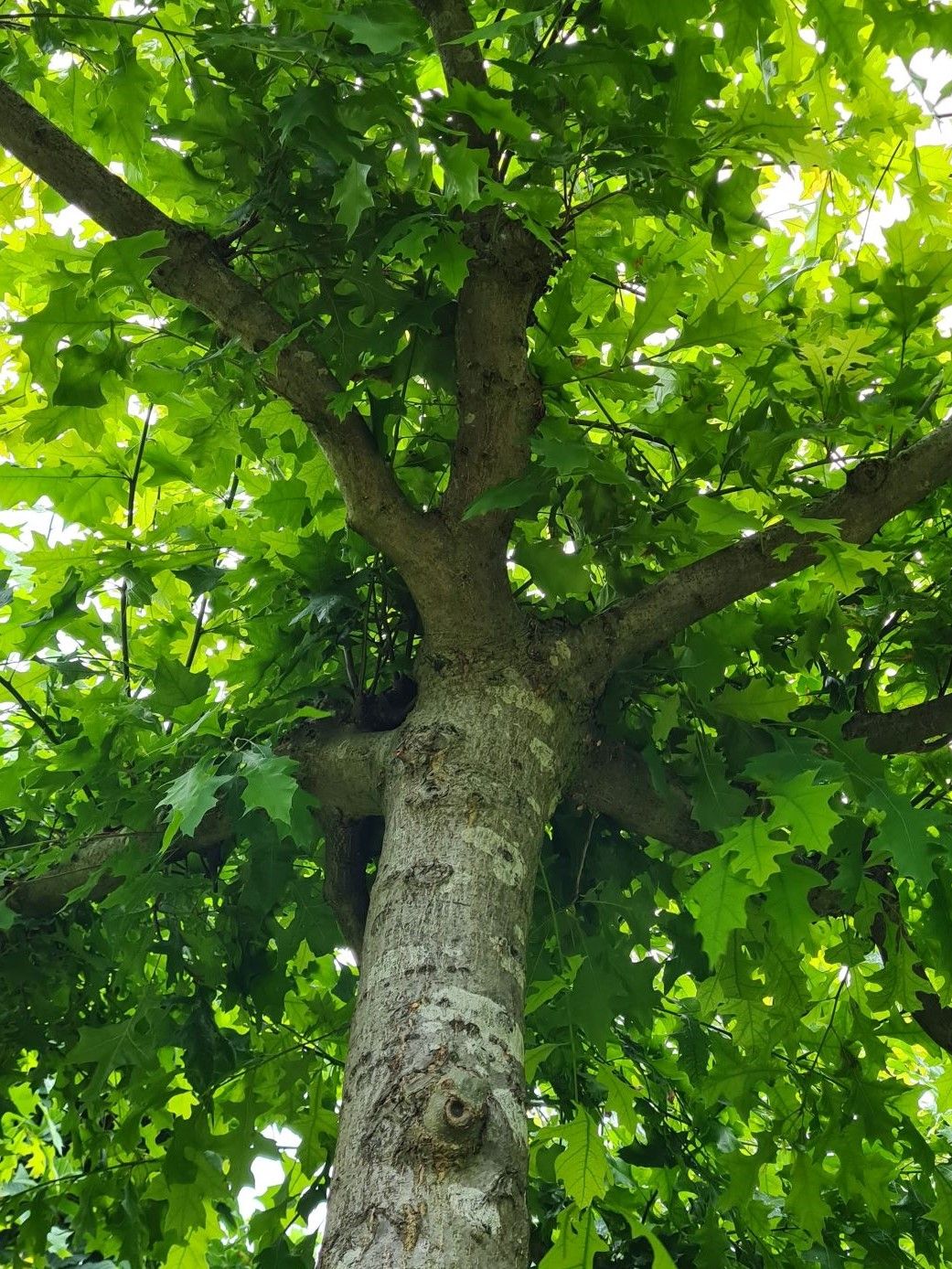 Volwassen Moeraseik | Dakvorm