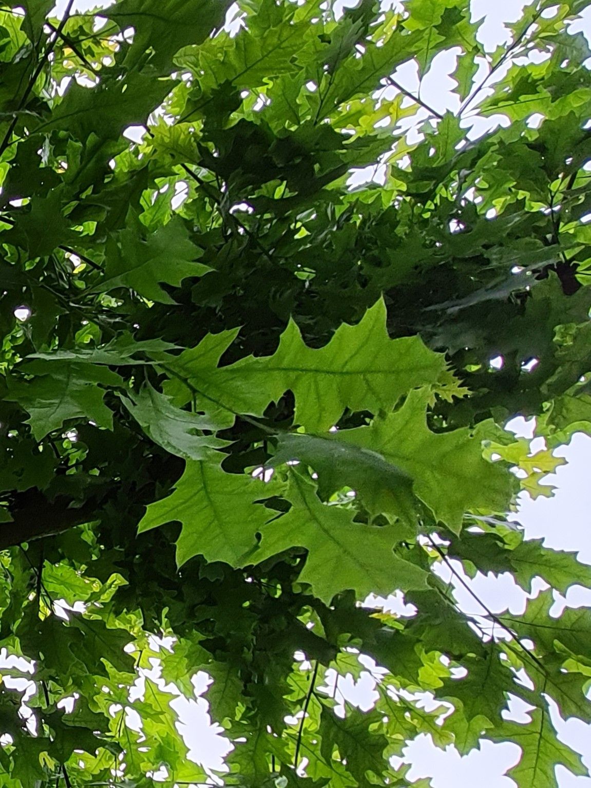 Volwassen Moeraseik | Dakvorm