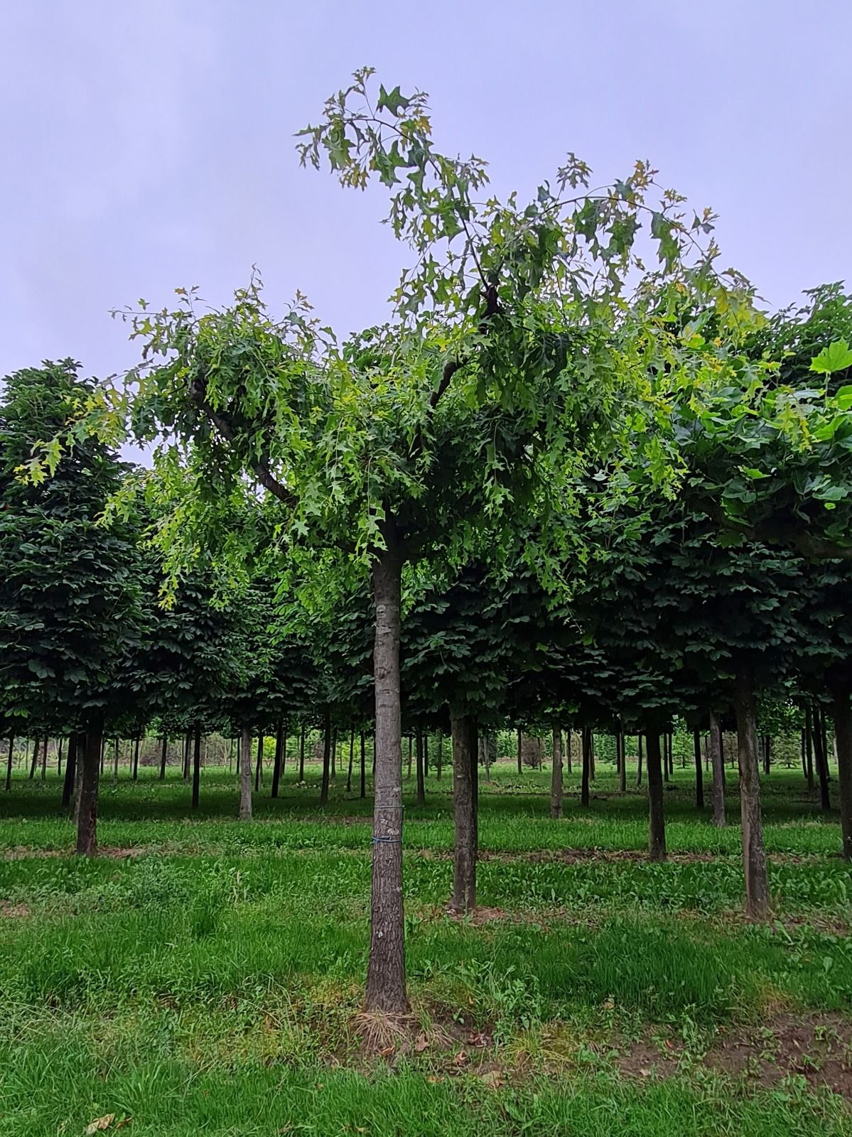 Volwassen Moeraseik | Dakvorm