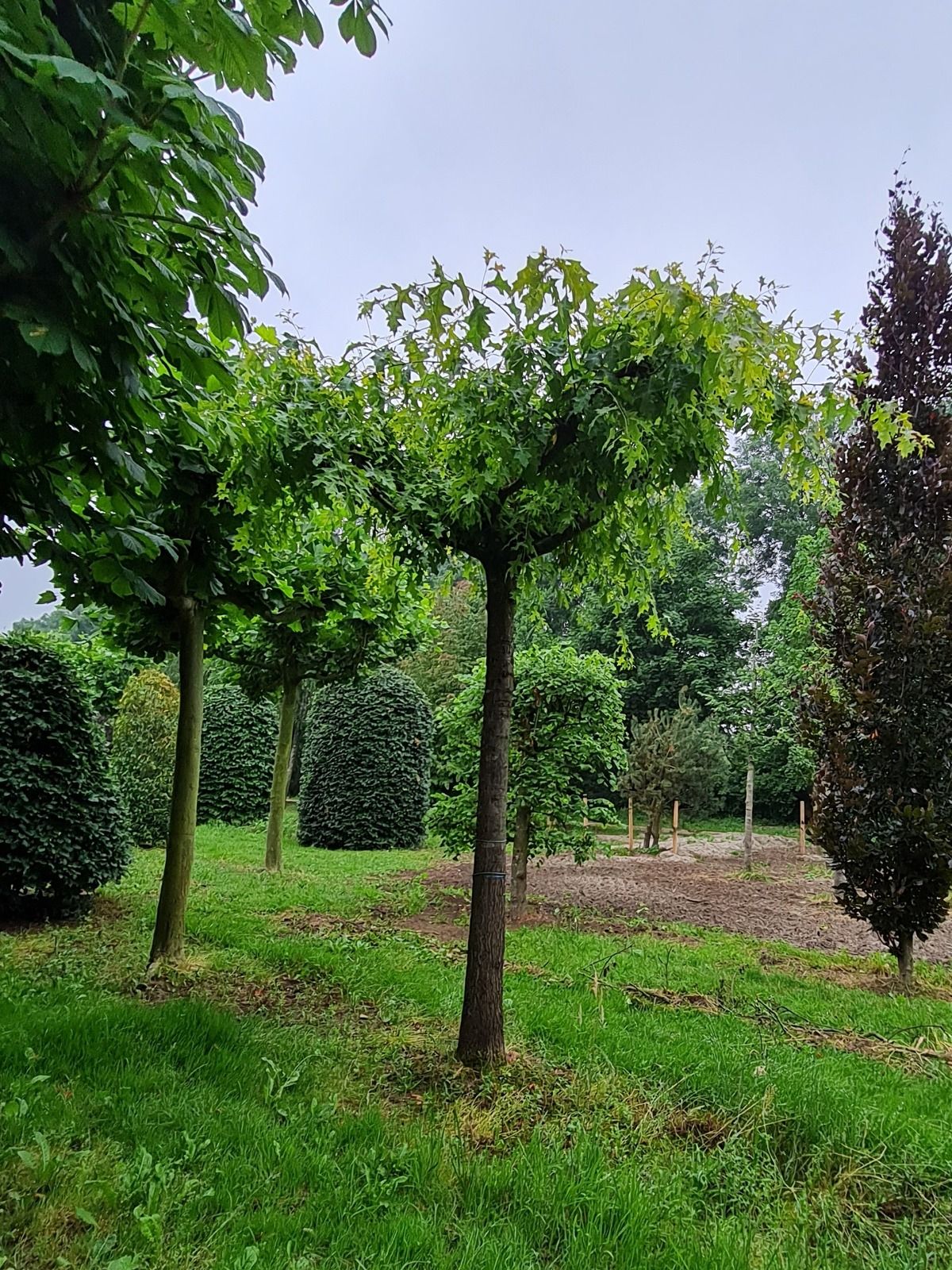 Volwassen Moeraseik | Dakvorm