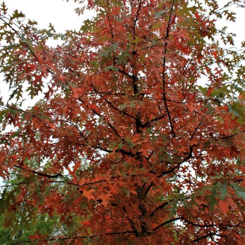 Jonge Moeraseik | Hoogstam