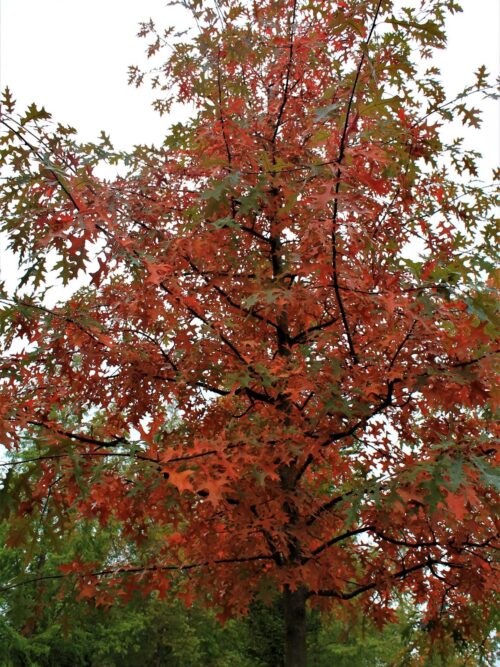 Moeraseik | Hoogstam