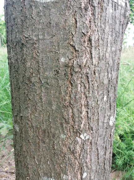 Volwassen Moeraseik | Dakvorm