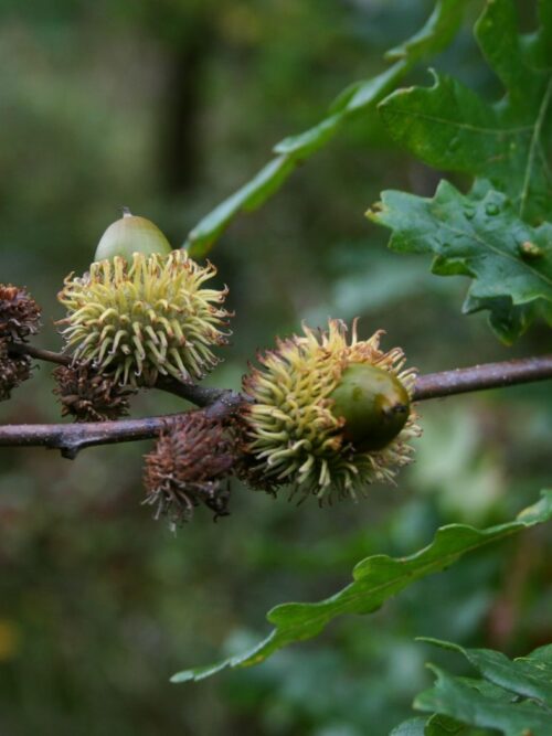 Moseik | Meerstammig