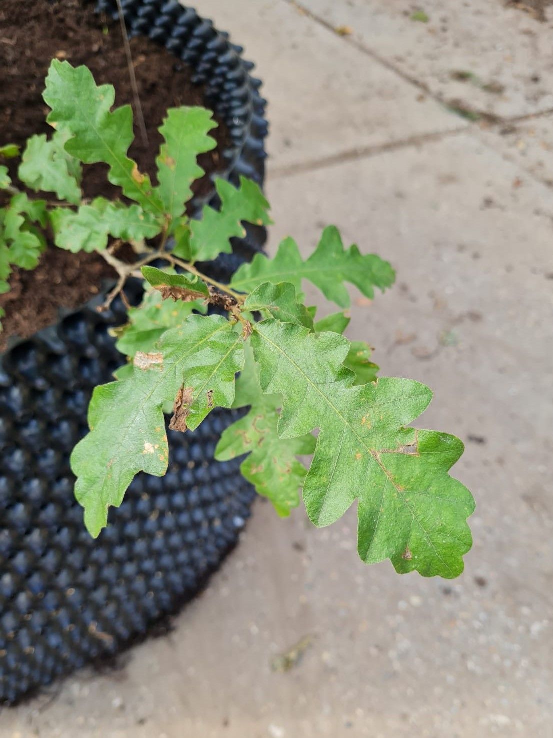 Volwassen Moseik | Meerstammig