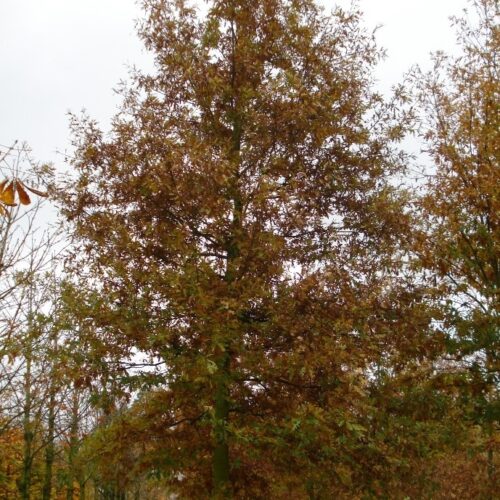 Jonge Moseik | Hoogstam