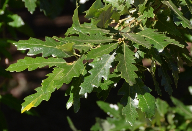 Volwassen Moseik | Hoogstam