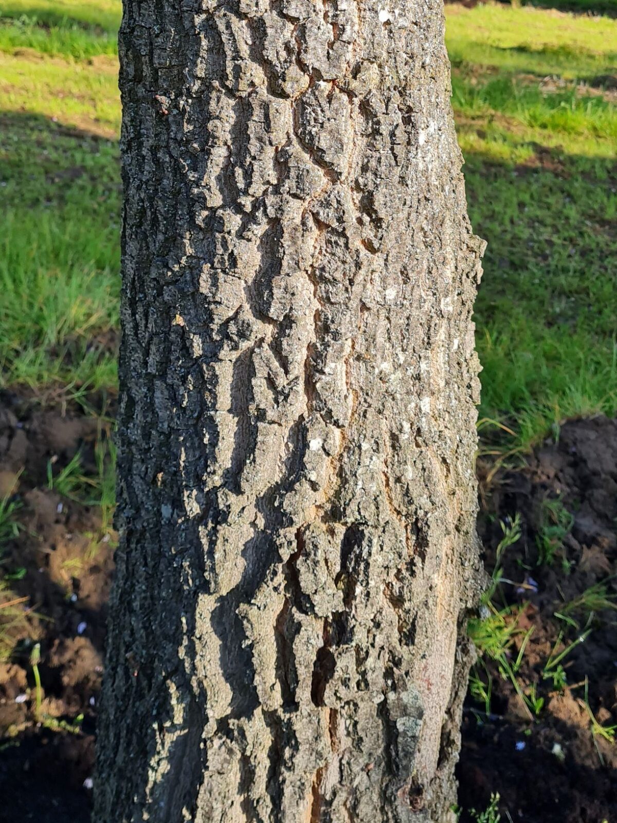 Jonge Moseik | Hoogstam