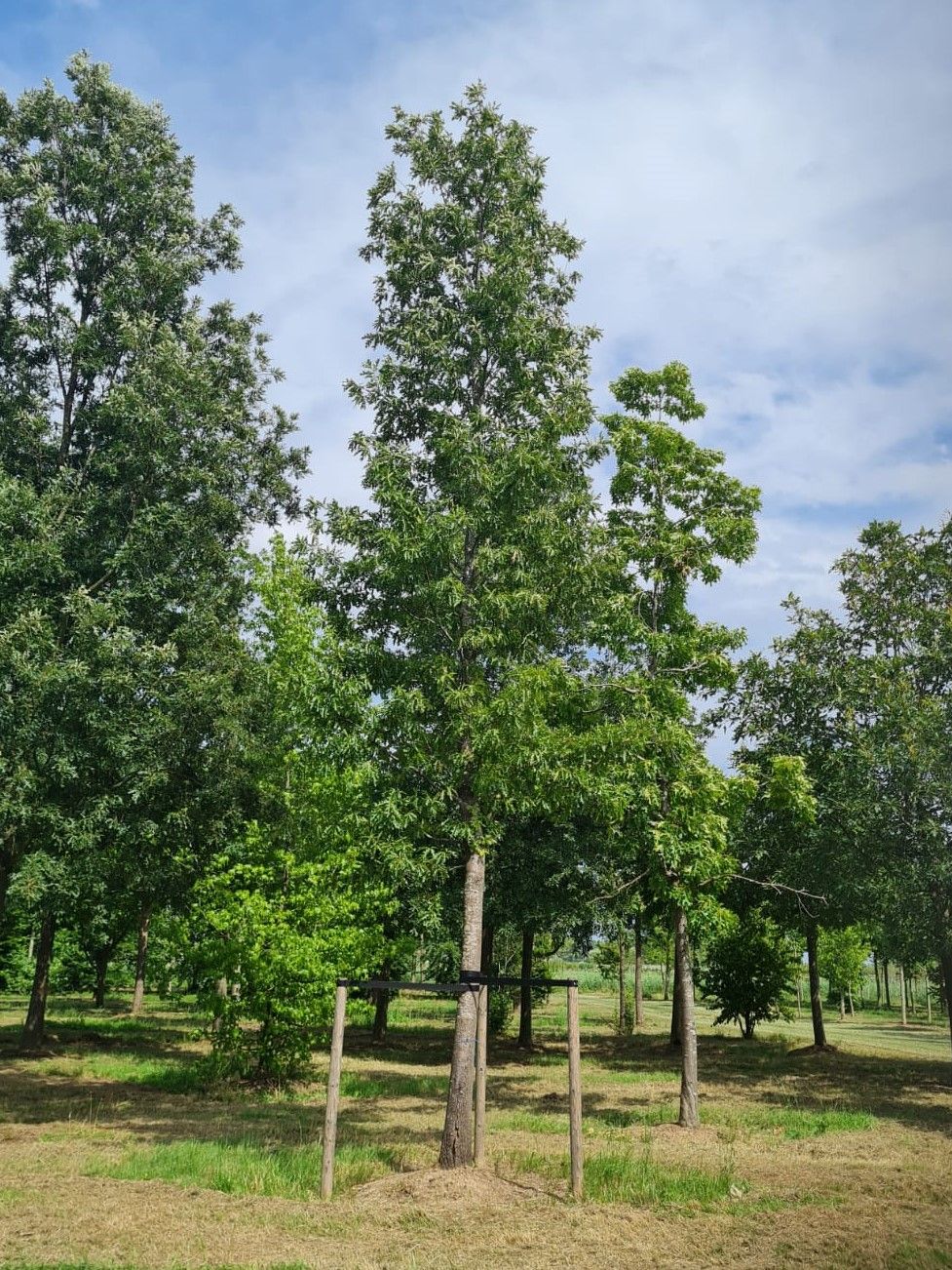 Jonge Moseik | Hoogstam