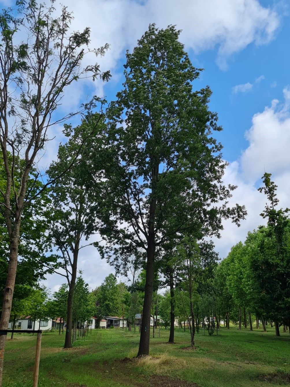 Jonge Moseik | Hoogstam