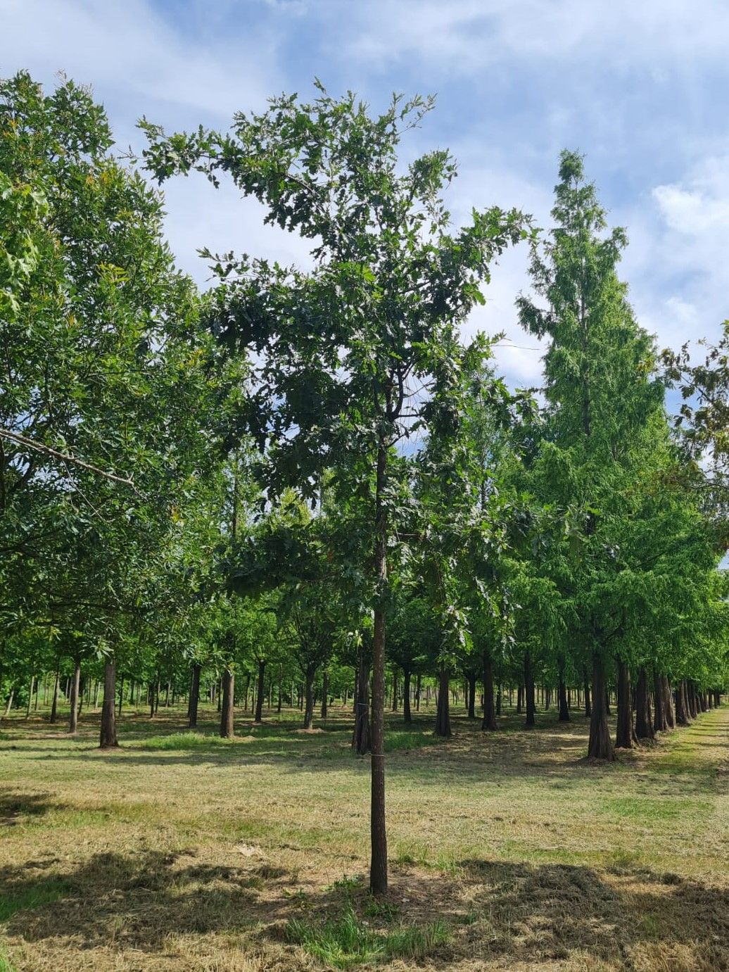 Volwassen Moseik | Hoogstam