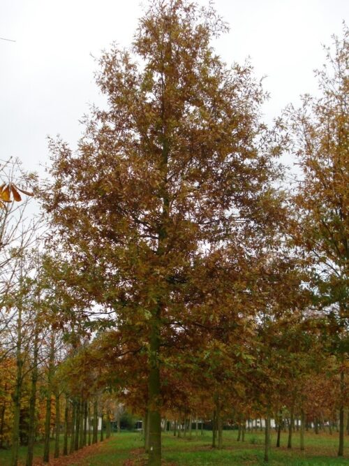 moseik Moseik | Hoogstam