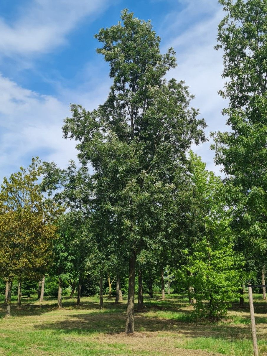 Volwassen Moseik | Hoogstam
