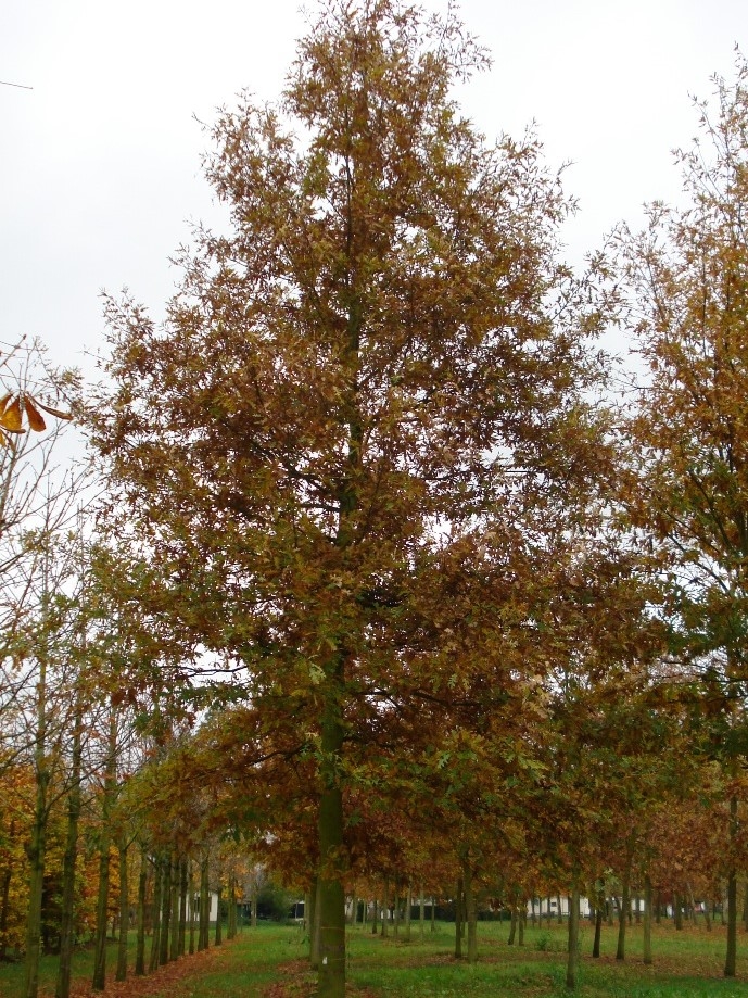 Volwassen Moseik | Hoogstam