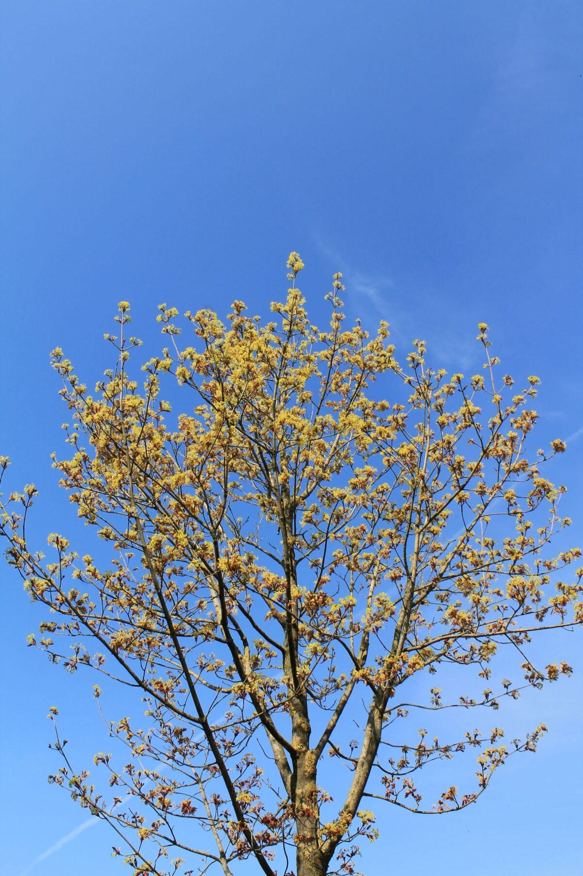 Volwassen Noorse esdoorn 'Deborah' | Hoogstam