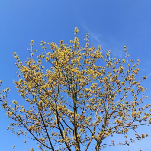 Volwassen Noorse esdoorn 'Deborah' | Hoogstam