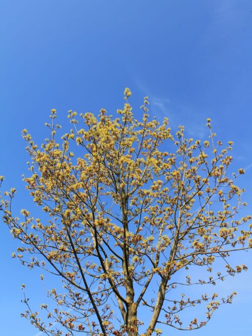 Noorse esdoorn 'Deborah' | Hoogstam