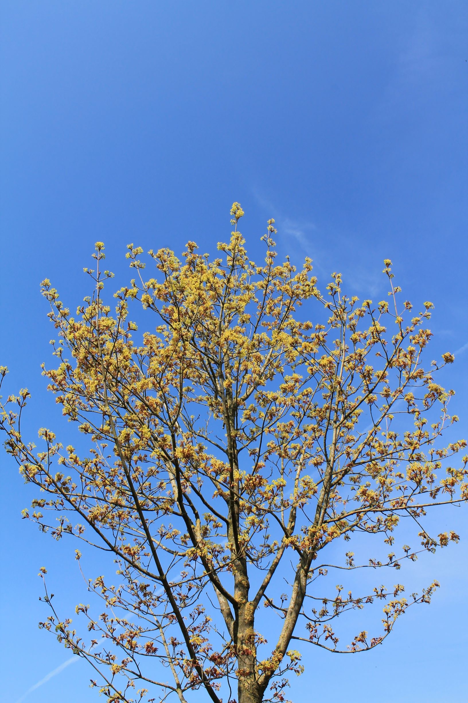 Volwassen Noorse esdoorn ‘Deborah’ | Hoogstam