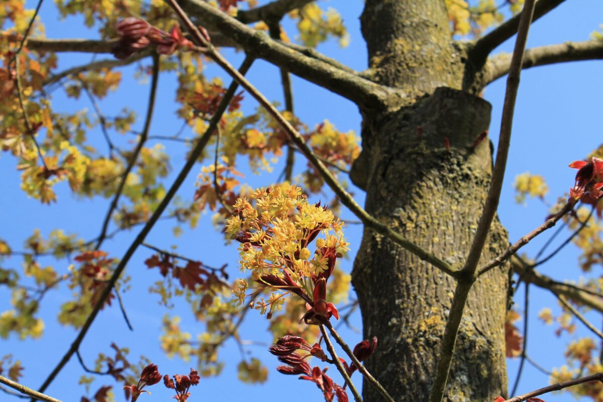 Volwassen Noorse esdoorn 'Deborah' | Hoogstam