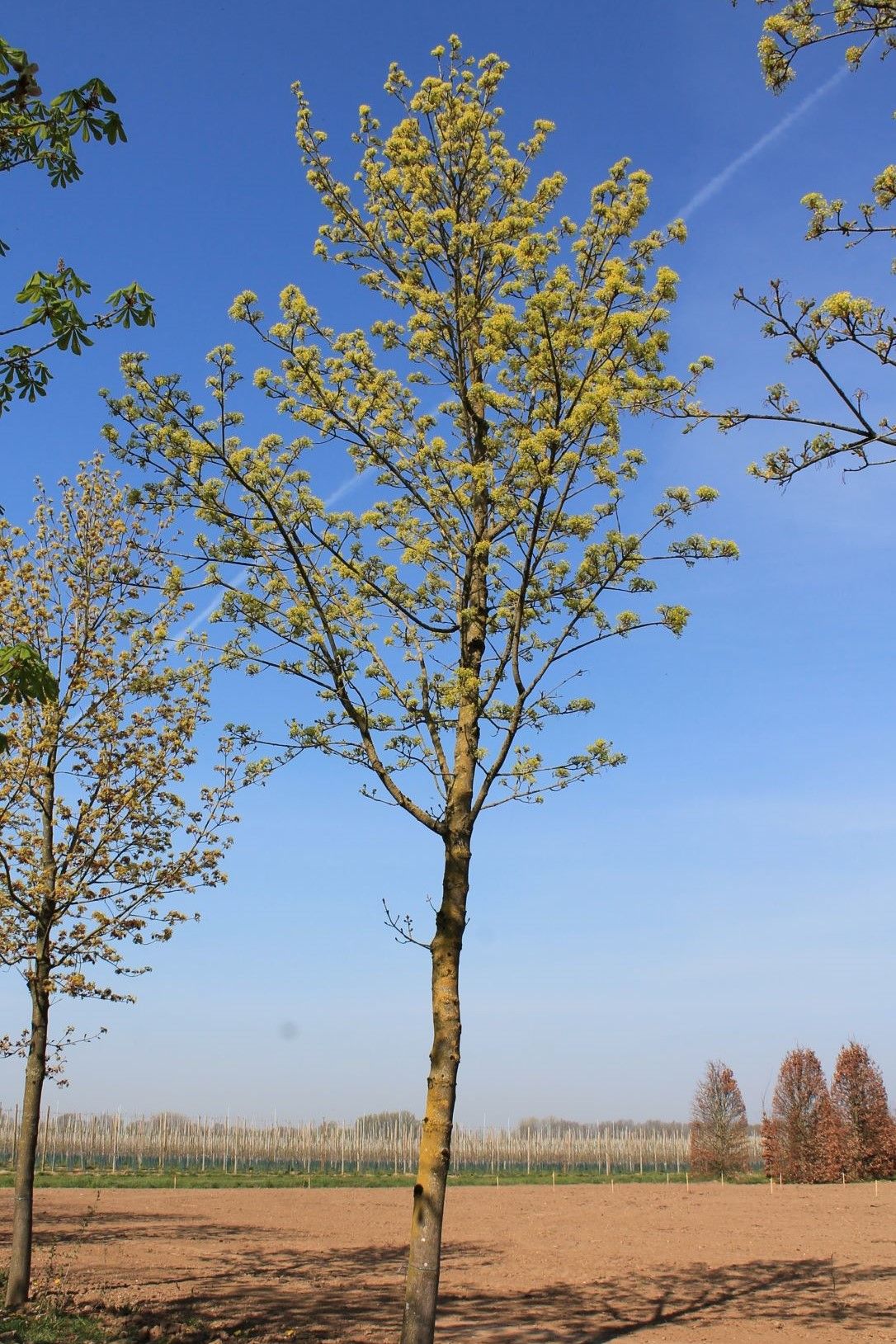 Volwassen Noorse esdoorn 'Deborah' | Hoogstam