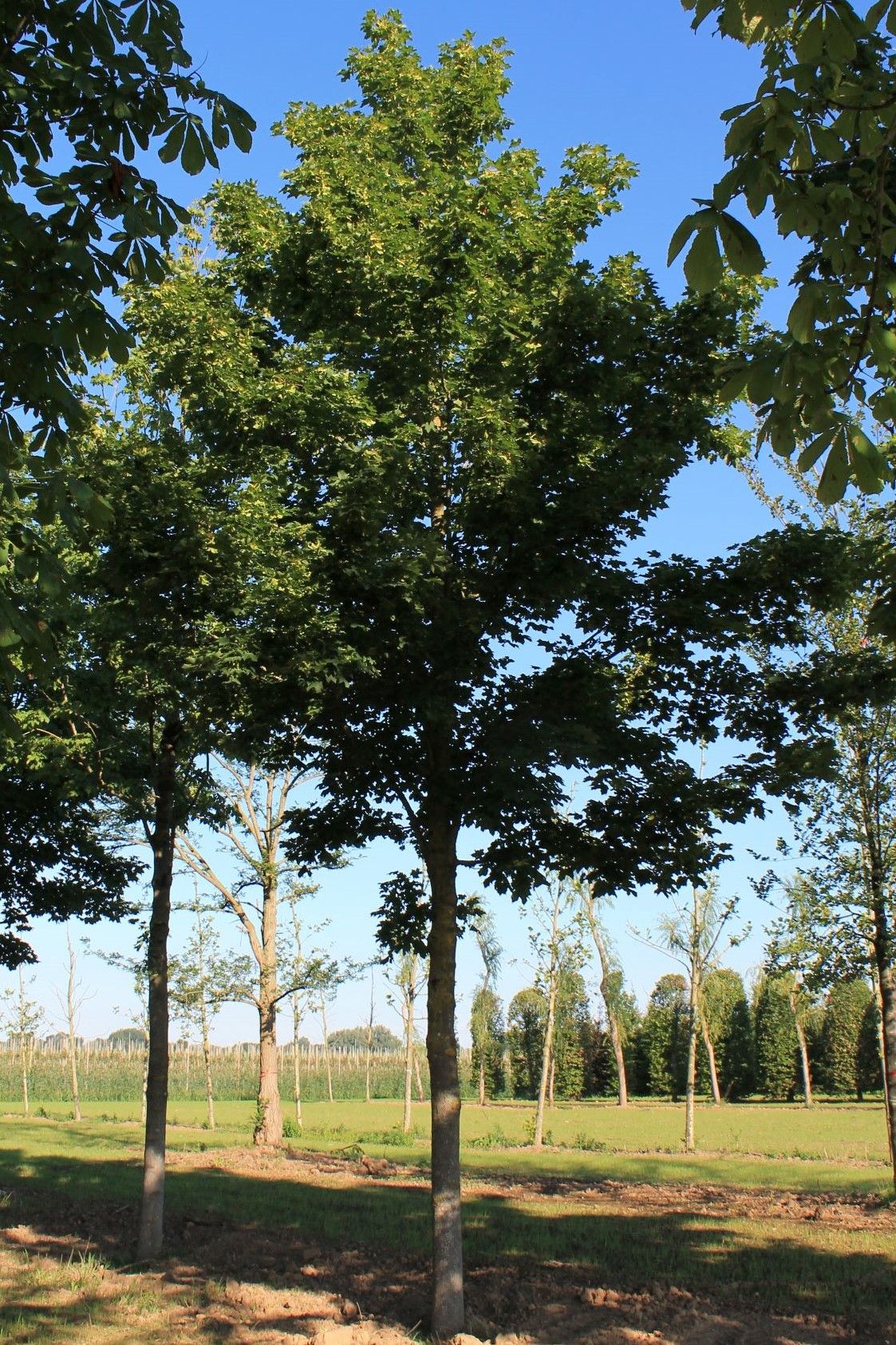 Volwassen Noorse esdoorn 'Deborah' | Hoogstam