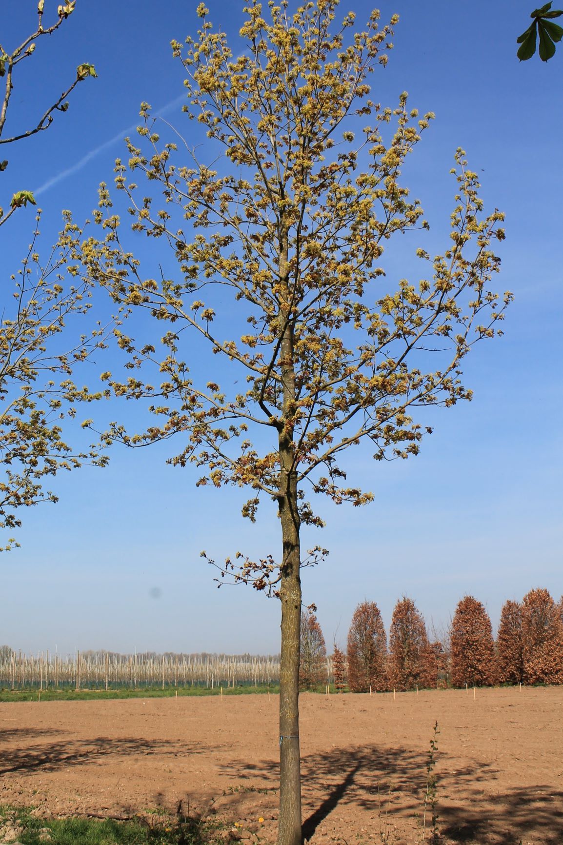 Volwassen Noorse esdoorn 'Deborah' | Hoogstam