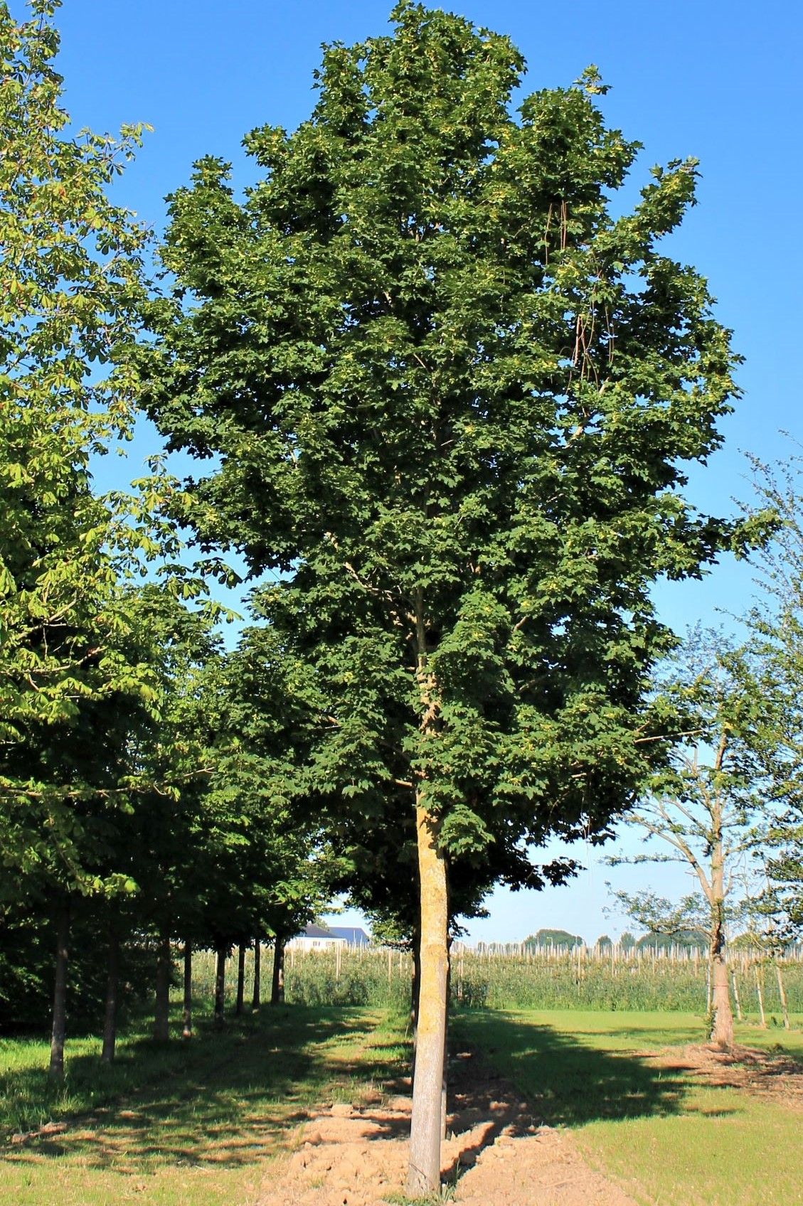 Volwassen Noorse esdoorn 'Deborah' | Hoogstam