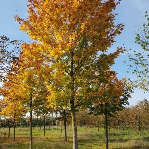 Jonge Noorse Esdoorn 'Eurostar' | Hoogstam