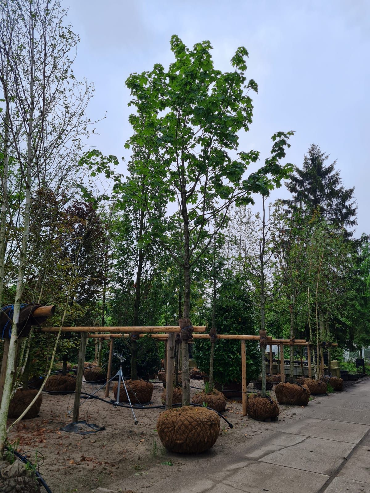 Jonge Noorse Esdoorn 'Eurostar' | Hoogstam