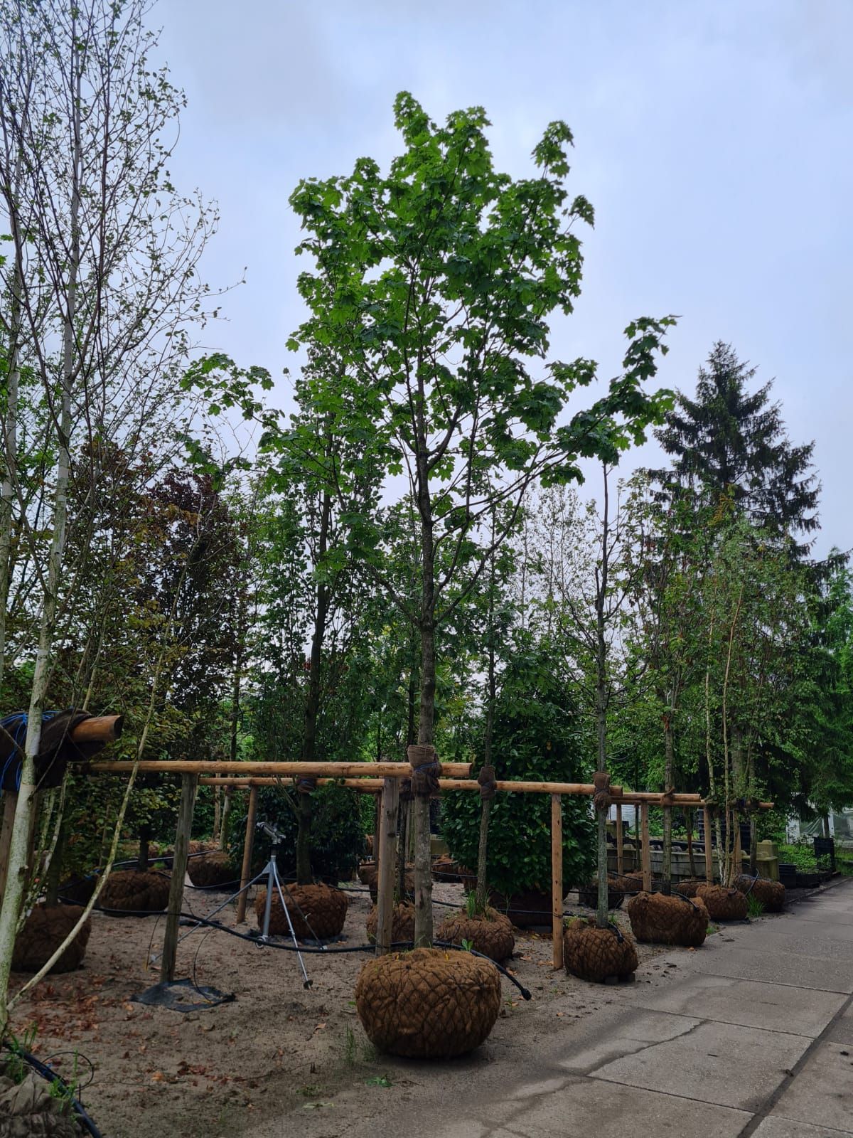 Jonge Noorse Esdoorn 'Eurostar' | Hoogstam