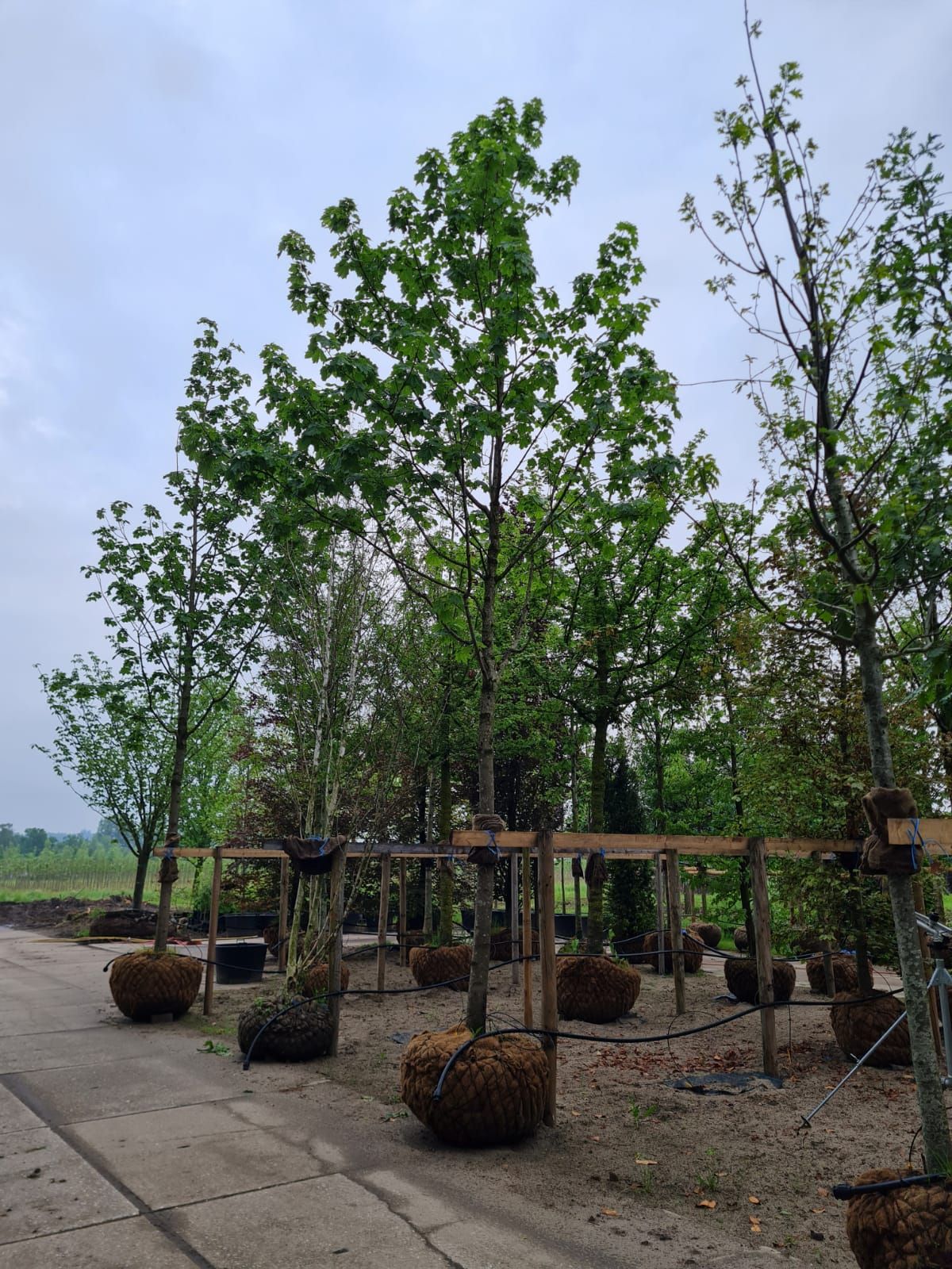 Jonge Noorse Esdoorn 'Eurostar' | Hoogstam