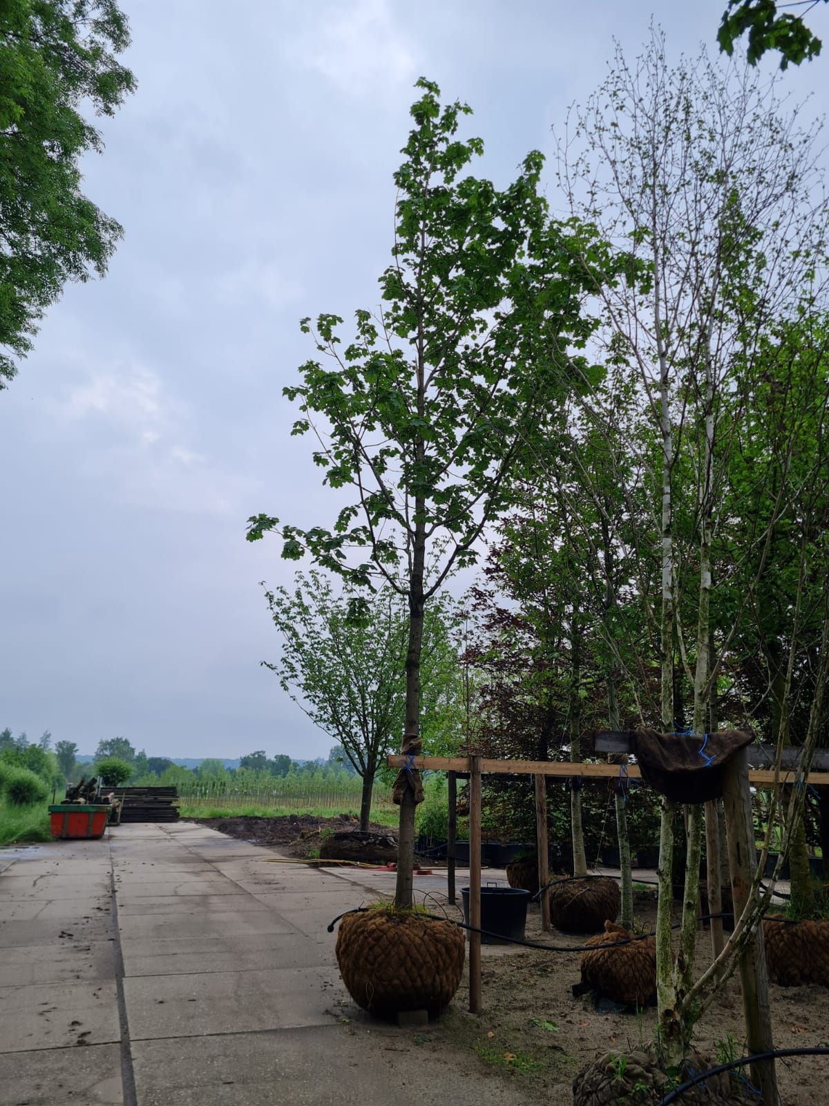 Jonge Noorse Esdoorn 'Eurostar' | Hoogstam