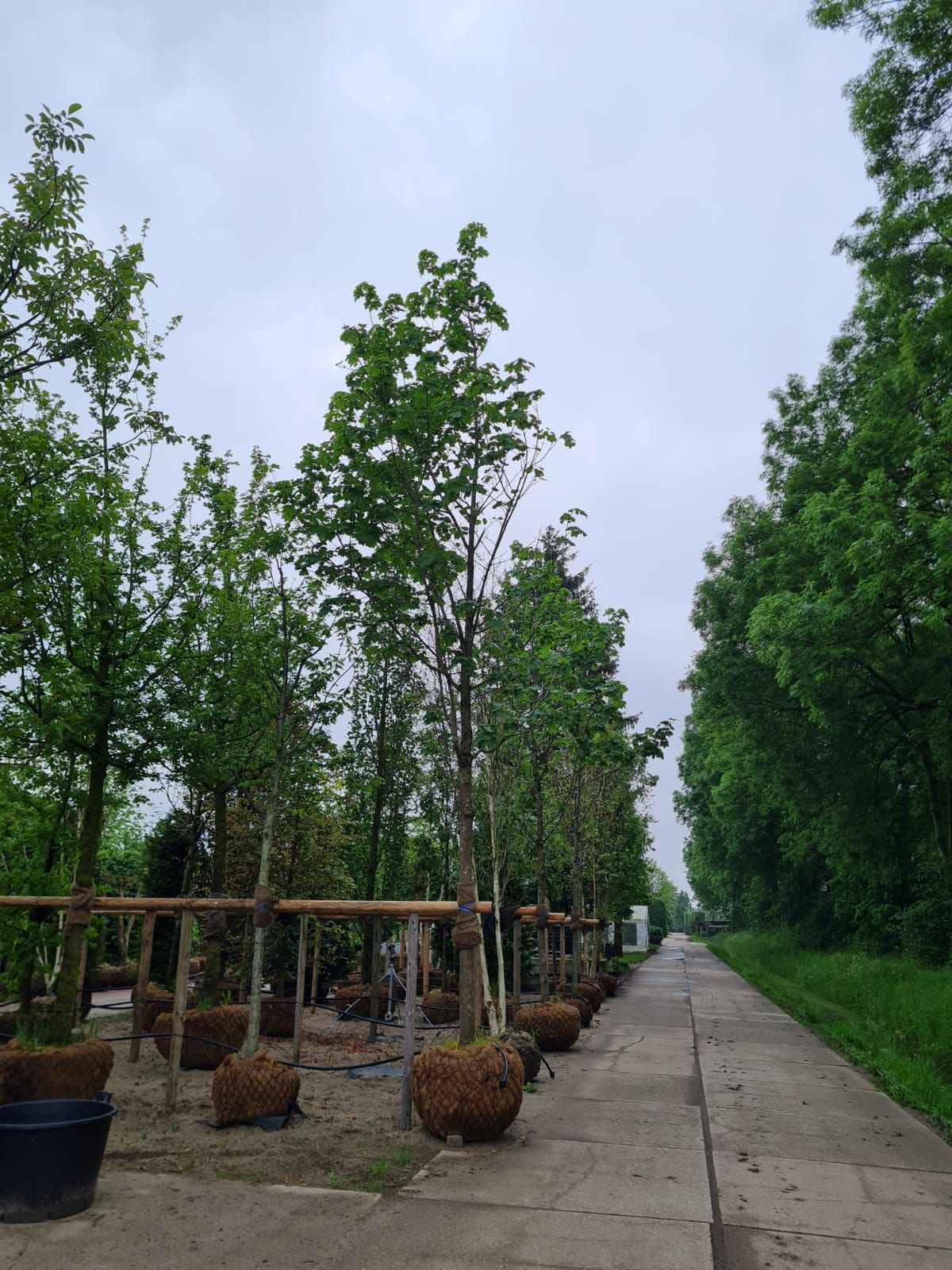 Jonge Noorse Esdoorn 'Eurostar' | Hoogstam