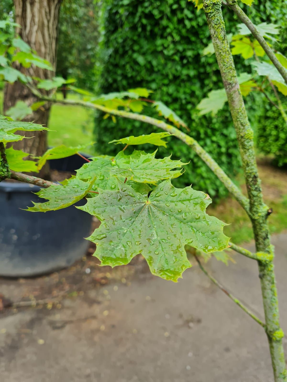 Jonge Noorse Esdoorn 'Eurostar' | Hoogstam